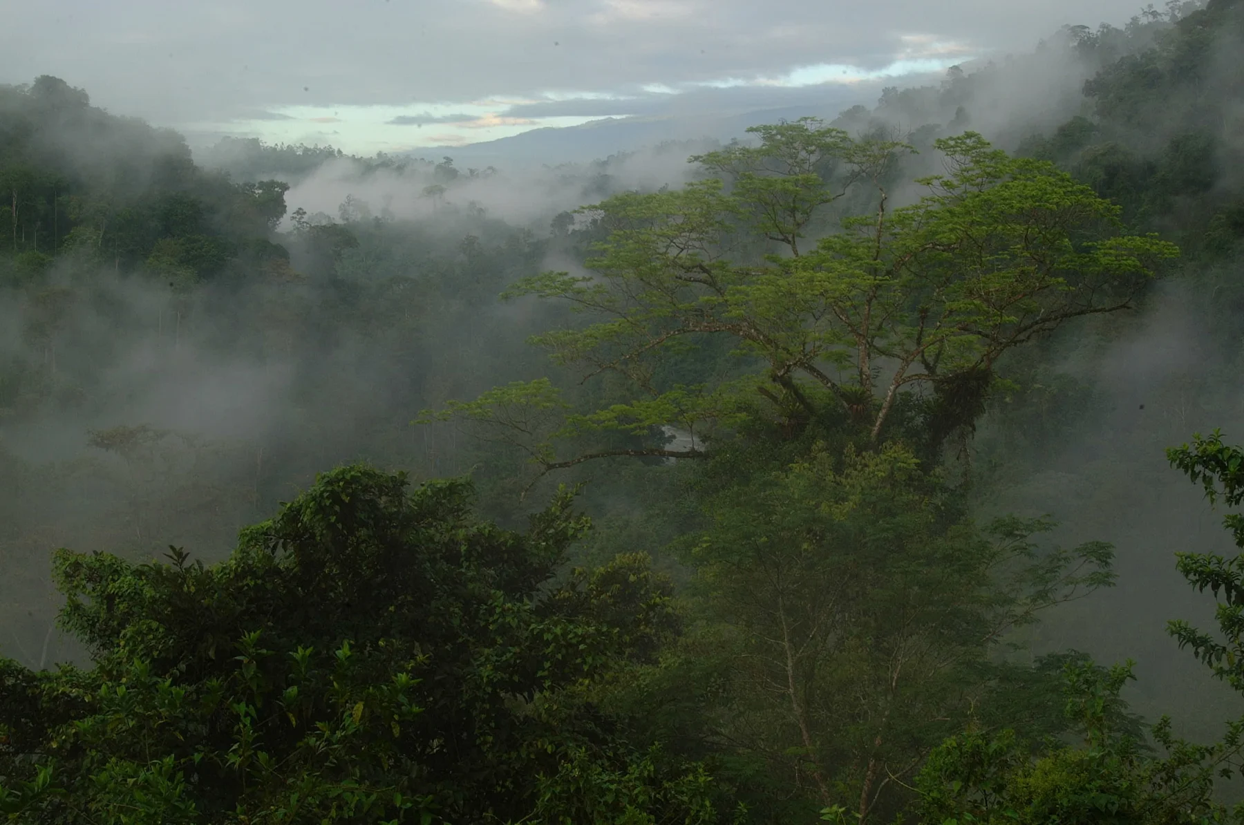 Monteverde